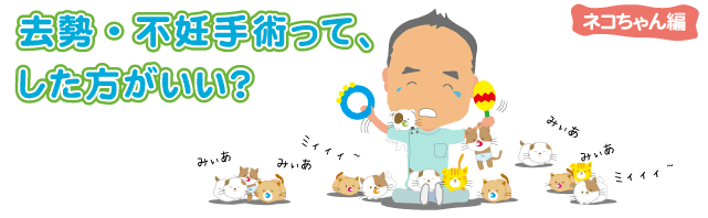 去勢・不妊手術って、した方がいい? ネコちゃん編